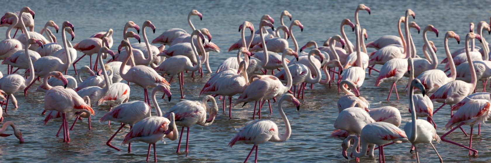 Riserva Naturale di Ras Al Khor